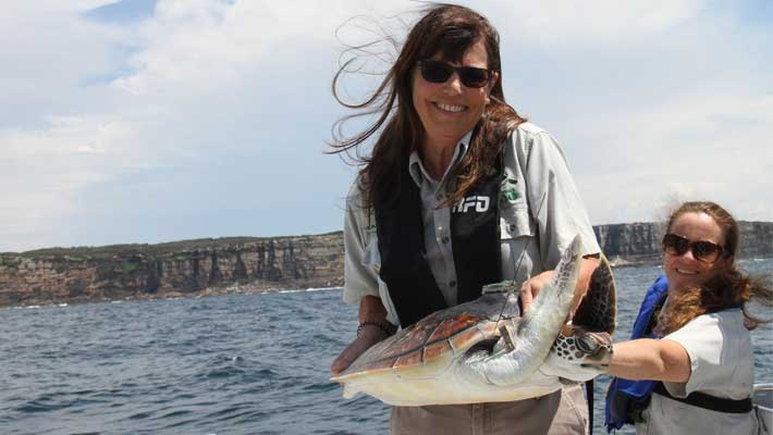 Libby Hall releases Andrew the Green Turtle in 2016 with satellite tracking device. Photo: Madeleine Smitham