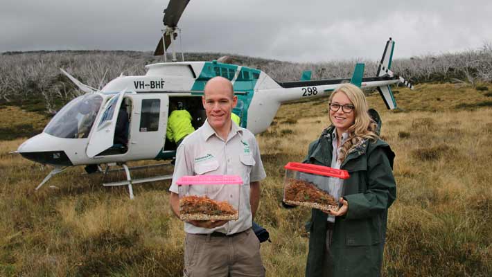 Michael McFadden (left) and Emma Bembrick (right) prepare to release Southern Corroboree Frogs into disease-free enclosures in Kosciuszko National Park