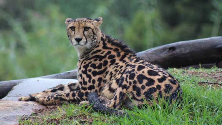 The beautiful ‘King Cheetah’ at Taronga Western Plains Zoo has a unique coat that is the result of a rare recessive gene