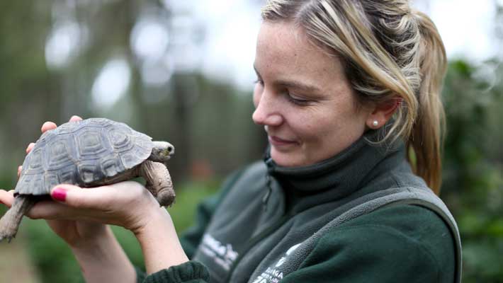 Jordie Michelmore proudly holds a Galapagos Tortoise hatchling in 2016. Taronga Western Plains Zoo was the first zoo in Australasia to successfully breed the species
