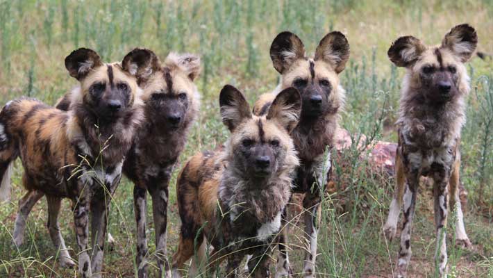 The African Wild Dog is sometimes known as the ‘African Painted Dog’ due to its colourful coat