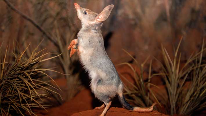 The Greater Bilby is one of Paul’s favourite animals