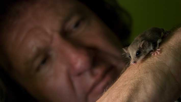 Paul Davies with the tiny feathertail glider