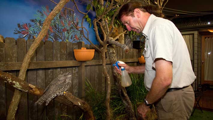 Taronga’s Nocturnal House replicates a typical suburban backyard, complete with Tawny Frogmouth and other native species