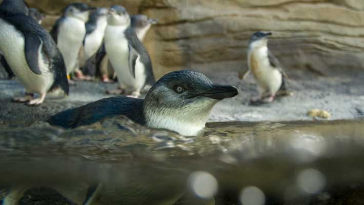 Australian Little Penguins at Taronga Zoo Sydney