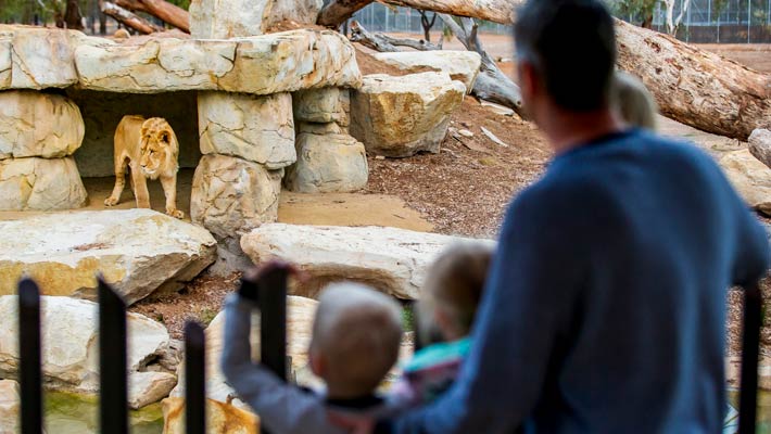 Meet our lion pride on a guided precinct tour