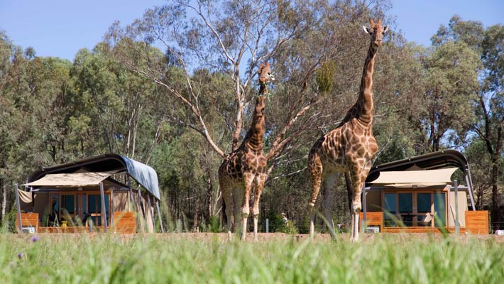 Wake up to our Giraffe herd on your doorstep