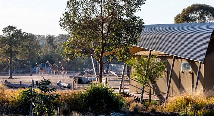 Animal View Lodges