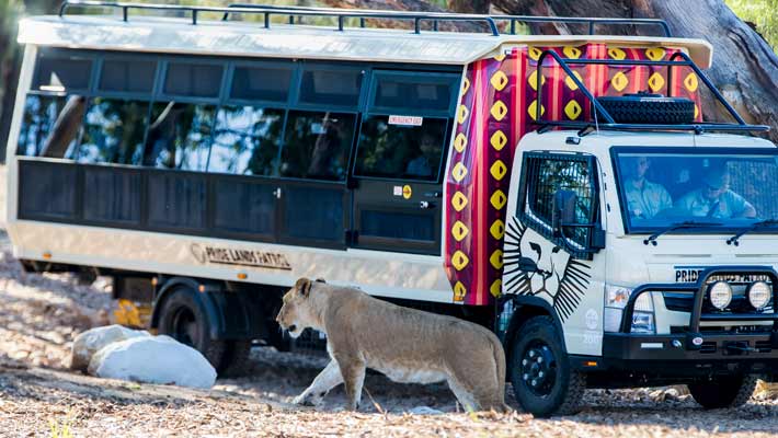 Pride Lands Patrol takes you inside our lion's home