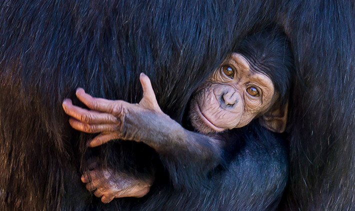 Chimpanzee mother Ceres and baby Celebe