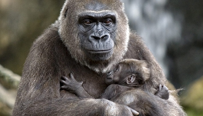 A mother gorilla holding her baby