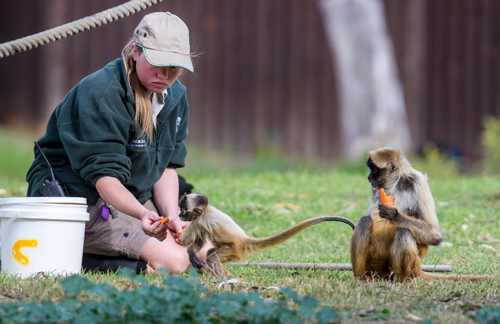 Spider Monkey baby Isadora being fed by Keeper Rachel