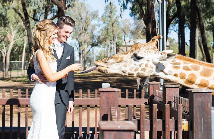 Feed our friendly Giraffe