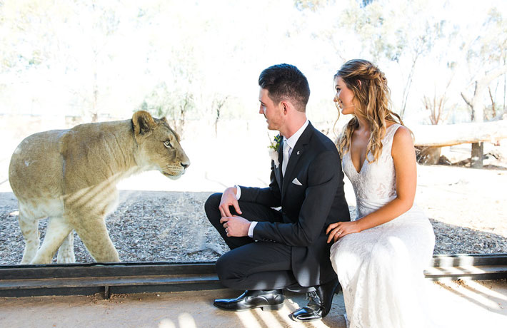 Get up close to our lions