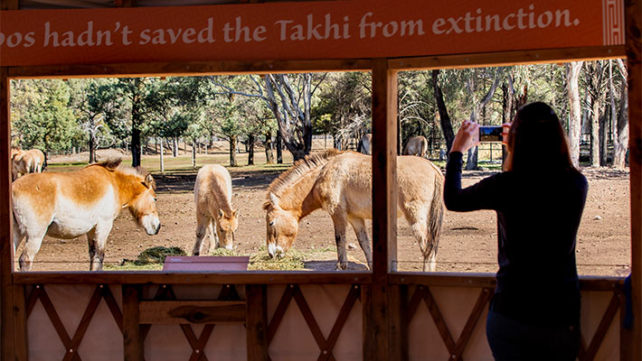Get up close to our Takhi herd