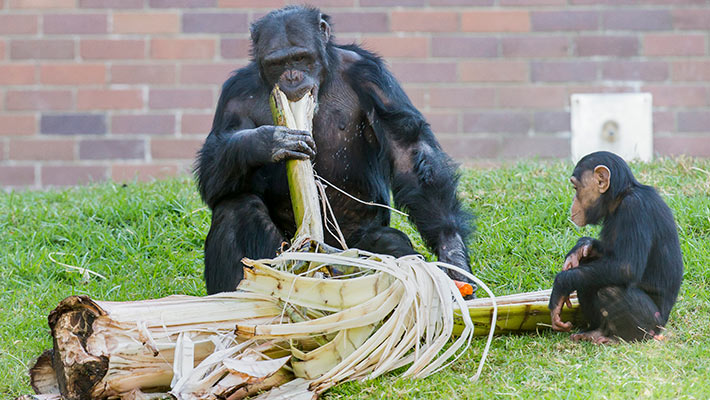 Chimpanzees enjoying a Banana Palm, donated by Tom Engesser. Photo: Rick Stevens