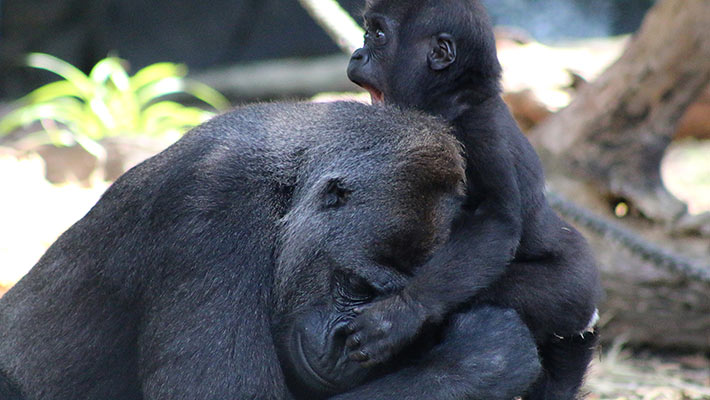 Gorilla mother and baby. Photo: Paul Fahy