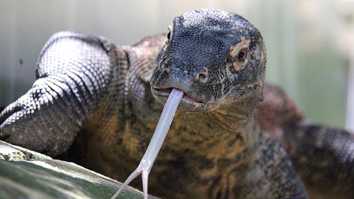 Komodo Dragon. Photo: Paul Fahy