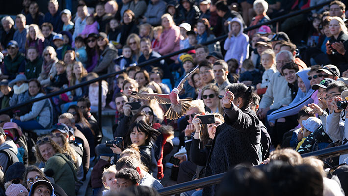 QBE Free-flight Bird Show