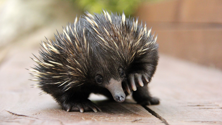 Echidna puggle