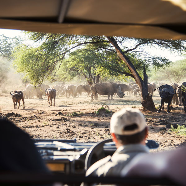 Rhino spotted on Safari in South Africa