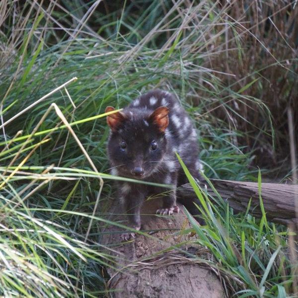 Australian Eastern Quoll captured in the field. Photo: Dion Maple