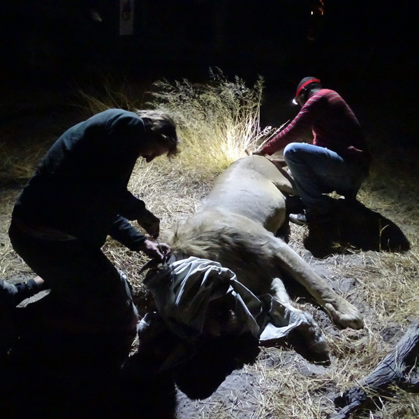Fitting of a male conflict lion with a satellite radiocollar in the livestock area, 2018. Photo: The Botswana Predator Conservation Trust