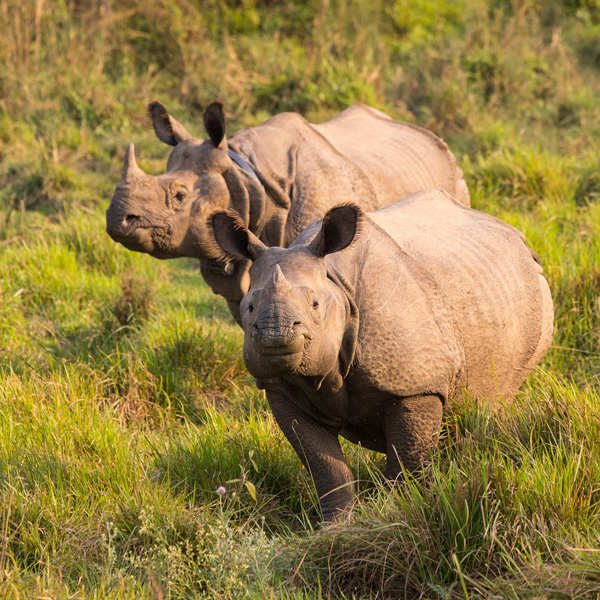 Rhinoceros in the Bardia National Park. Credit: National Trust for Nature Conservation