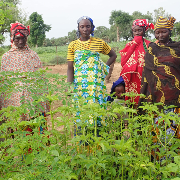 Women working at the tree sanctuary in Niger. Credit: Tree Aid