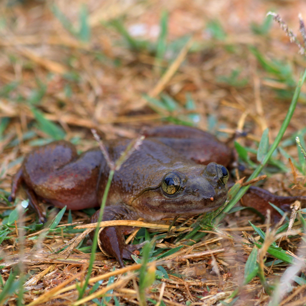 Saving the Togo Slippery Frog, Ghana. Credit: les Films Au Clair De Lune