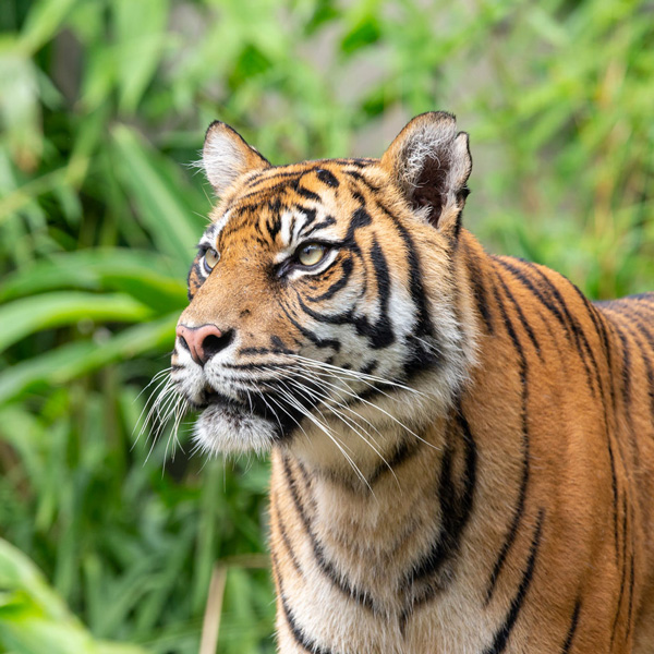 Sumatran Tiger