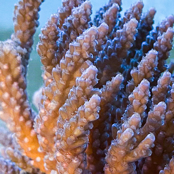 Coral at the Great Barrier Reef