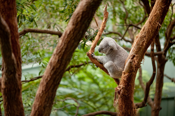 Koala in Tree