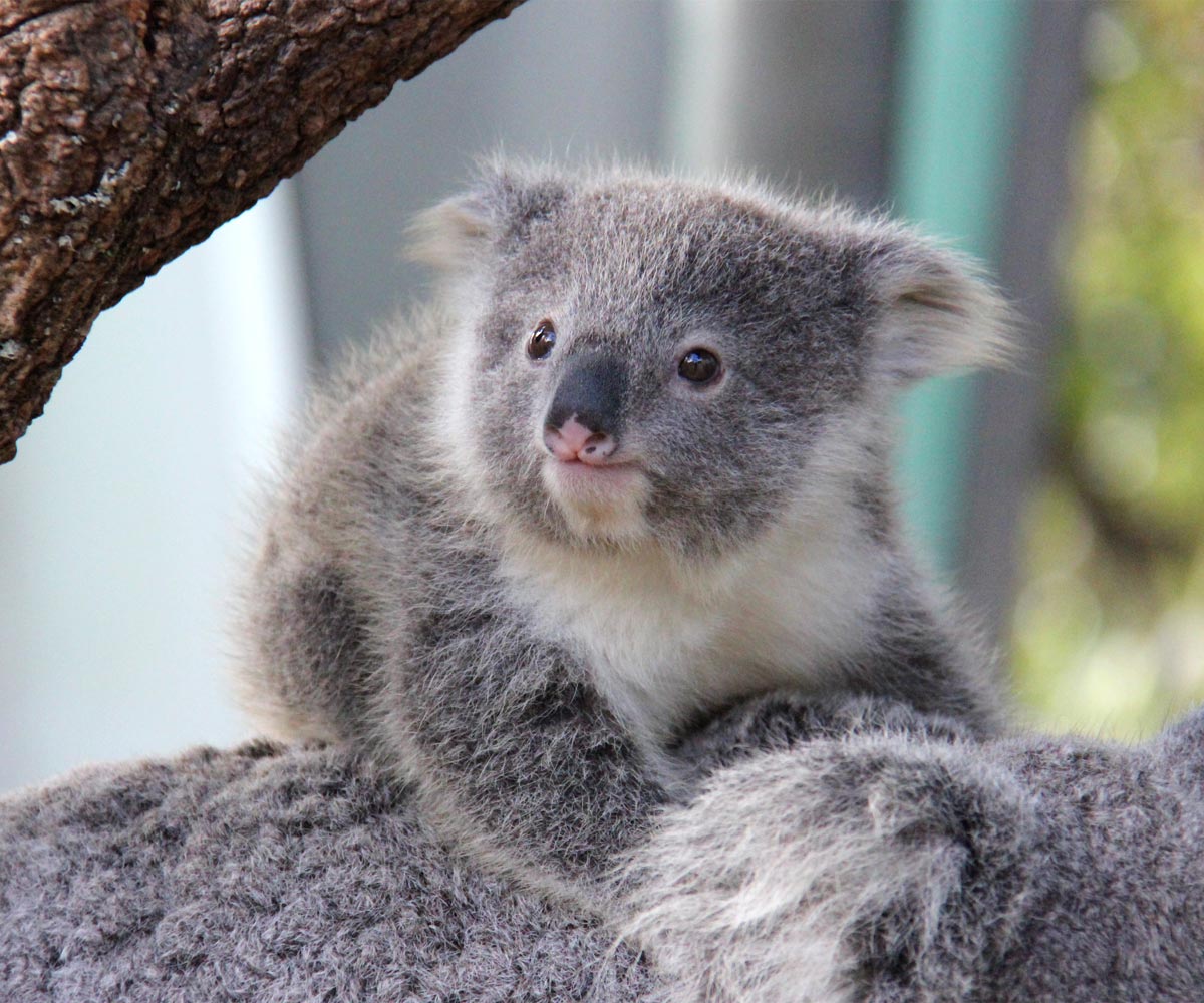 Koala Joey