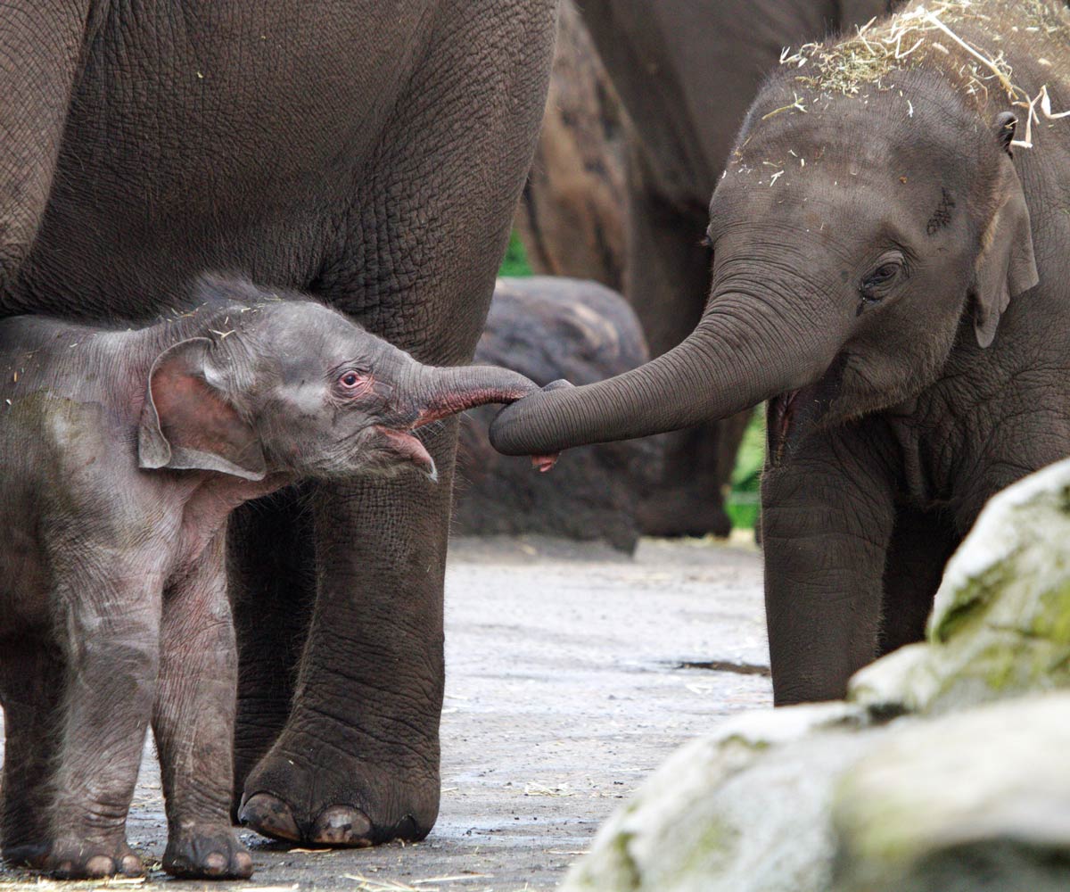 Baby elephant