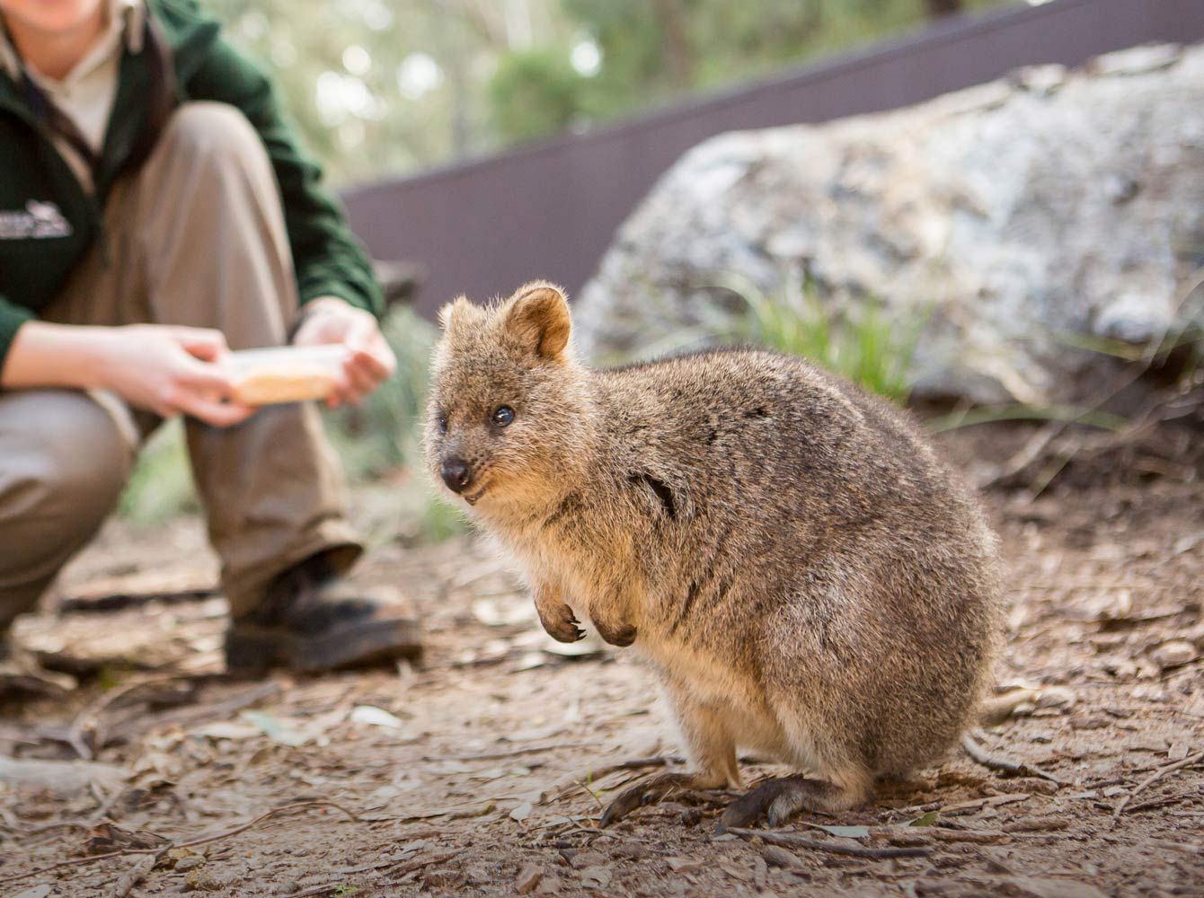 Taronga Keeper with a Quokka