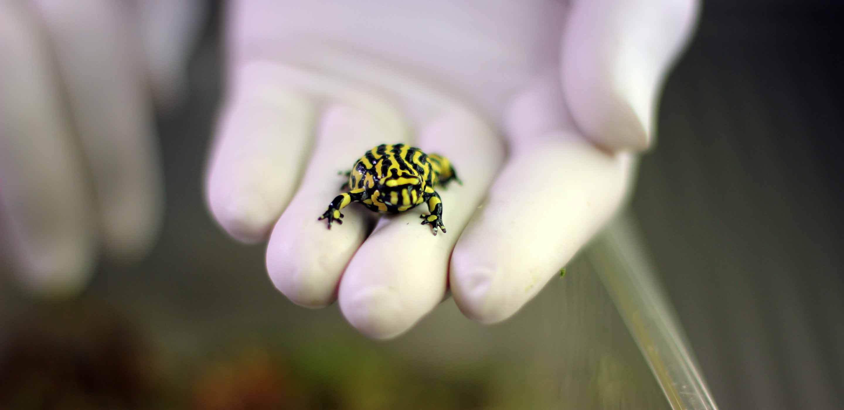 Southern Corroboree Frog