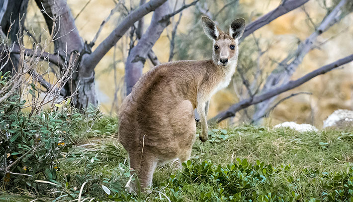 Kangaroo