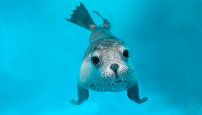 Australian Sea Lion