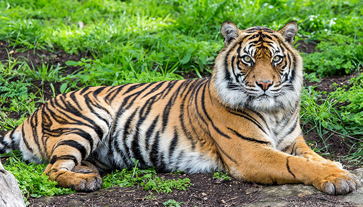 Sumatran Tiger