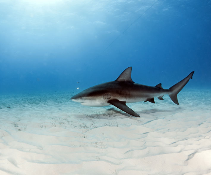 Bull Shark