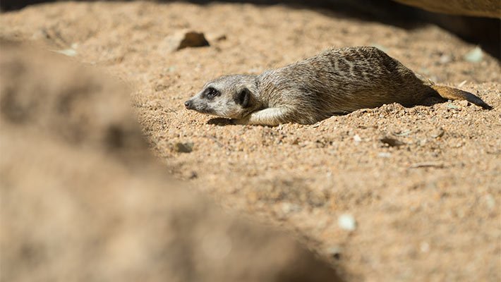 Meerkat. Photo: Chris Wheeler