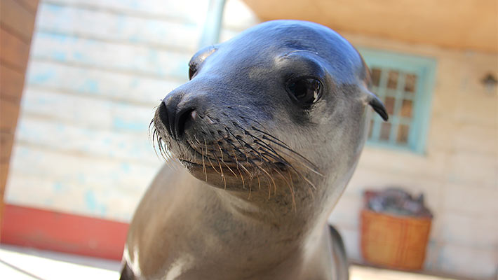 Seals for the Wild Presentation