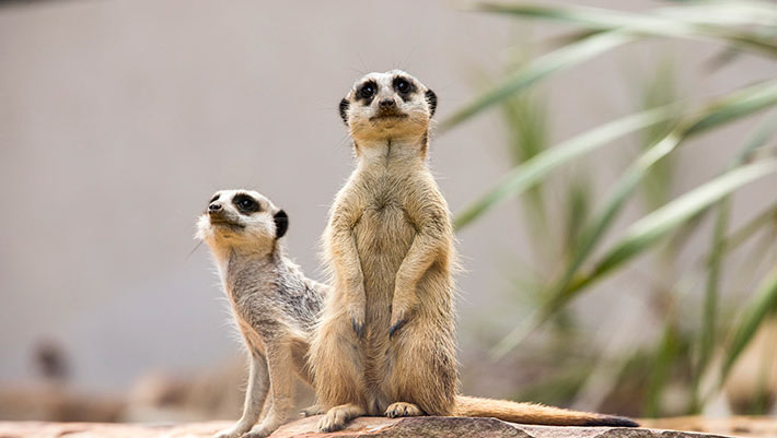Taronga's Meerkat mob