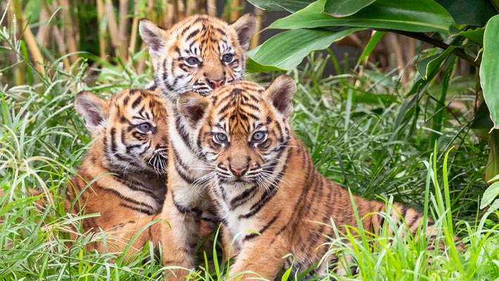 Visit our three new arrivals at Tiger Trek. Photo: Rick Stevens