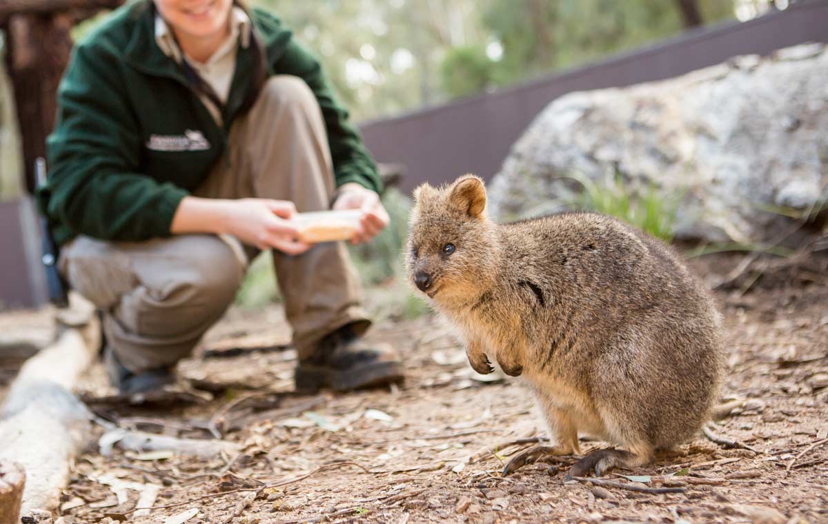 Student with Quokka