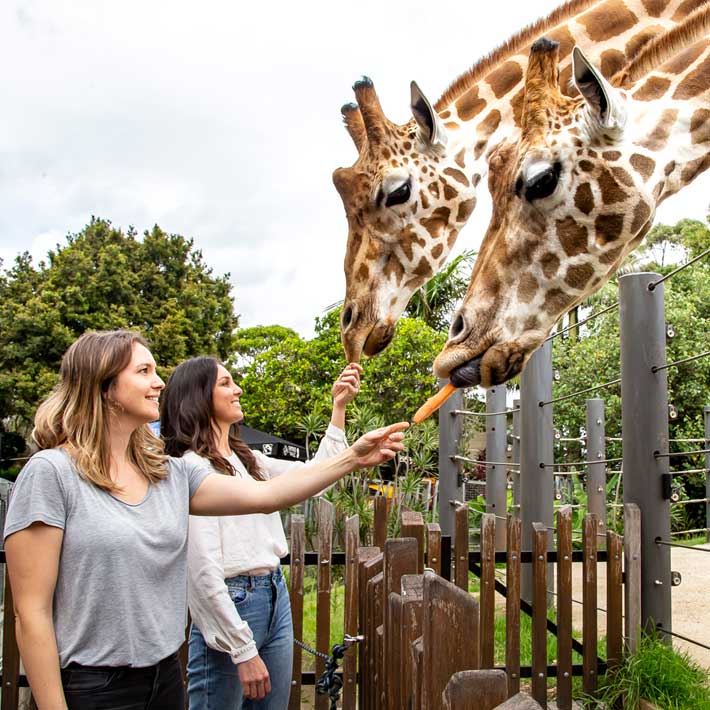 Giraffe encounter