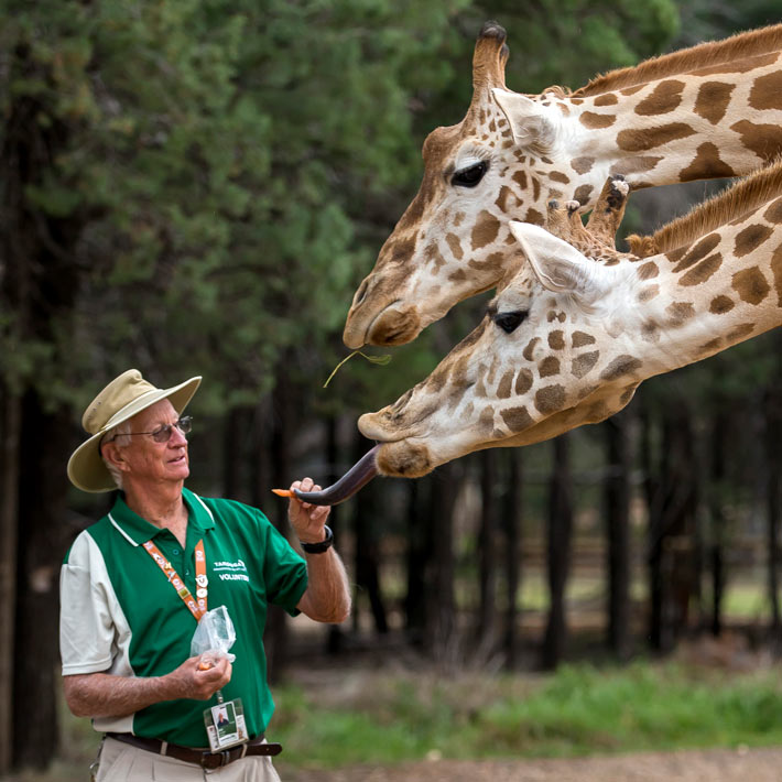Volunteer at Taronga Western Plains Zoo Dubbo, feeding Giraffe