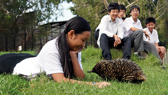 Wildlife Workshops for international schools