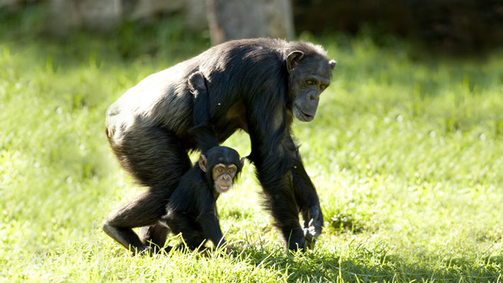 Chimpanzee mother and baby at Taronga Zoo Sydney